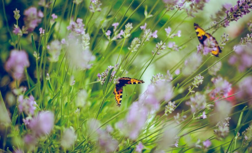 CANCELLED: Wildlife Gardening Talk – an Earth Optimism Event at Cambridge Botanic Garden