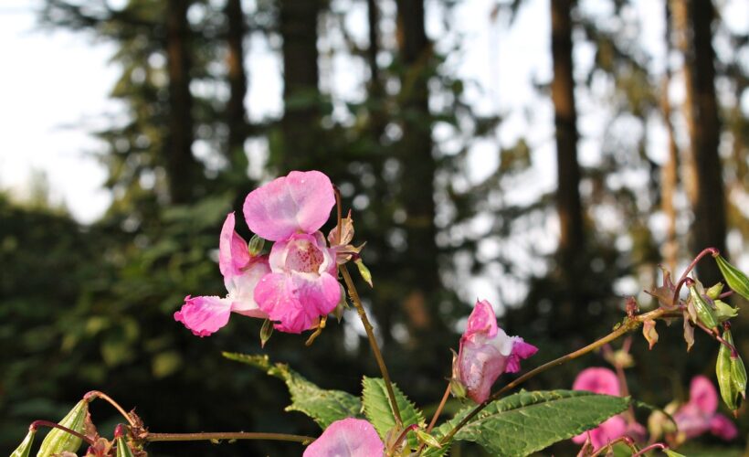 Delivering effective management for invasive alien species