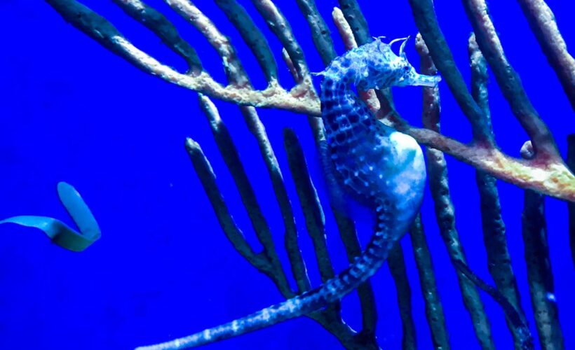 Conservation seminar: Ending bottom trawling, for seahorses and the seas – Prof Amanda Vincent