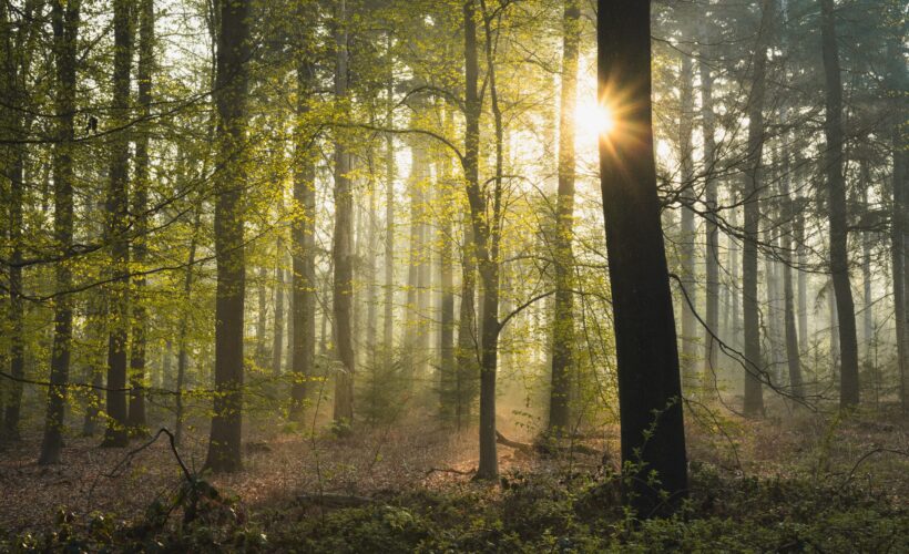 Where will new woodlands yield the greatest benefits for bird conservation?