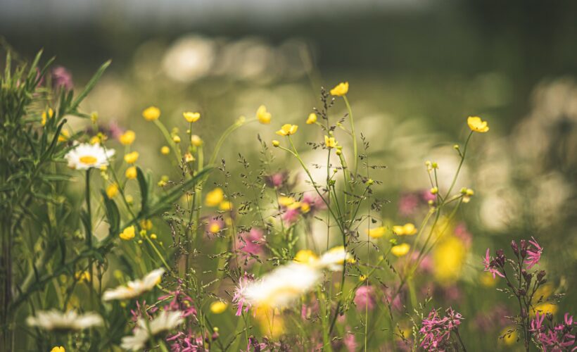 Mapping the opportunities for improving conservation by better incorporating human behaviour
