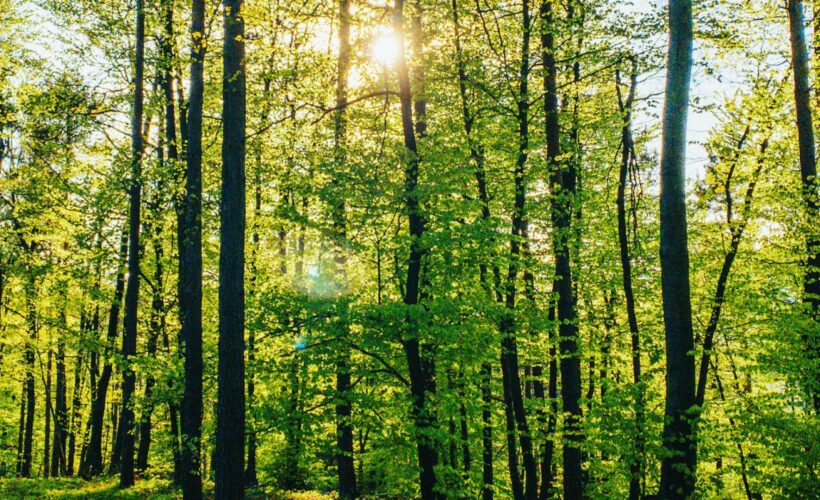 Quantifying Global-Level Synergies and Trade-Offs between Biodiversity Conservation and Nature Based Climate Solutions
