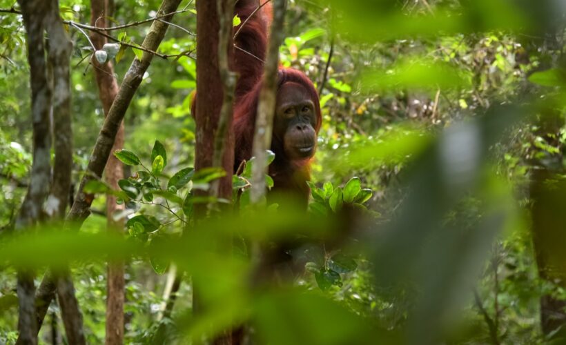 Beyond 2020 – what next for global biodiversity?
