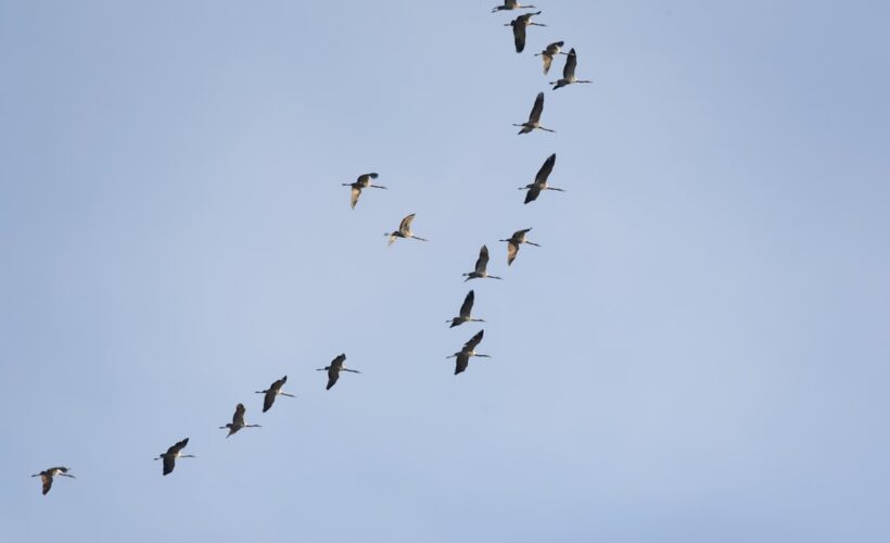 Integrating science, policy and sustainable development to address African-Eurasian migrant landbird declines: African perspectives on a flyway-wide issue
