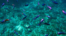 Global Swimways – balancing conservation of migratory fishes and development