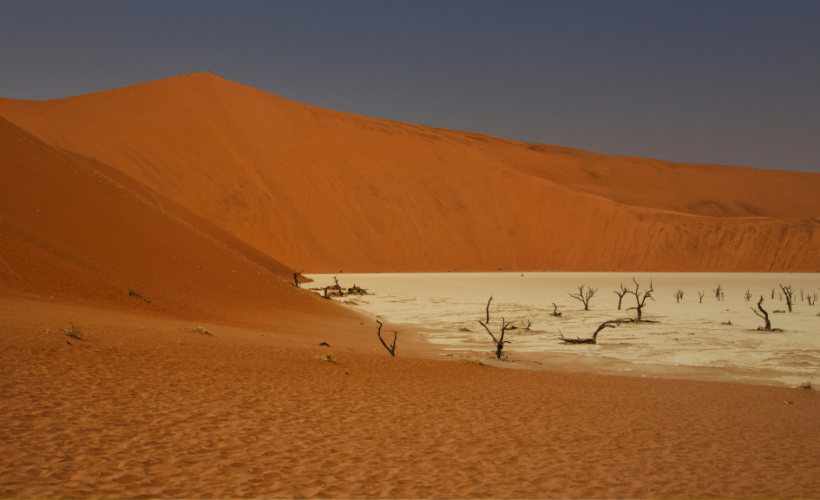 CCI Conservation Seminar – Panel discussion – The Rio Trio: climate, biodiversity and desertification and the path to 2030