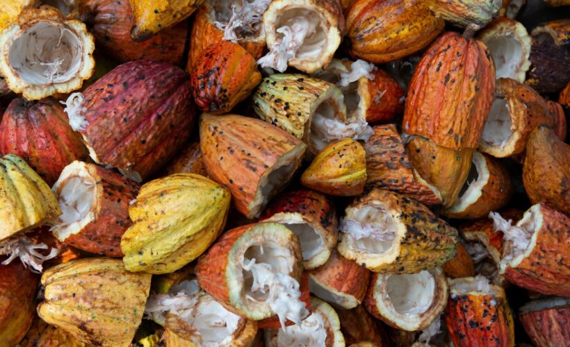 Scaling up agroforestry as a forest landscape conservation and sustainable livelihood strategy
