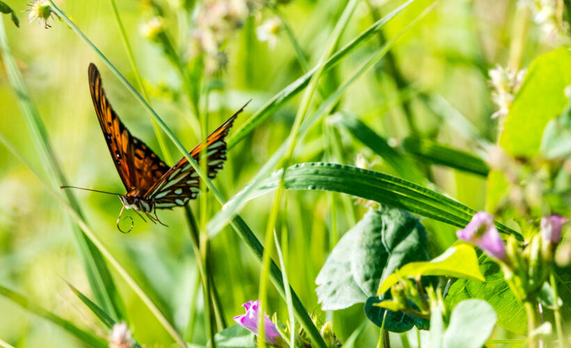 New Networks for Nature