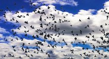 Science and Policy to Address Threats to the Afro-Palearctic Migratory Birds: new research and future policy