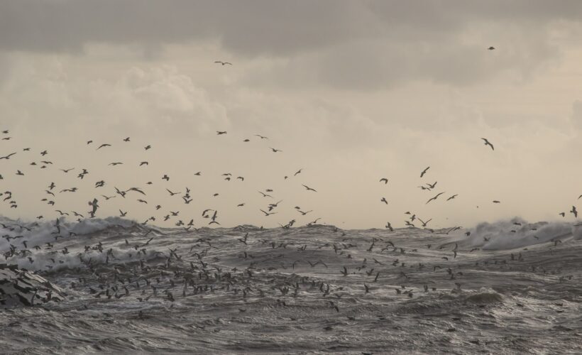Bridging a gap in marine conservation: delivering a toolkit to inform and advance site-based conservation solutions for migratory marine birds