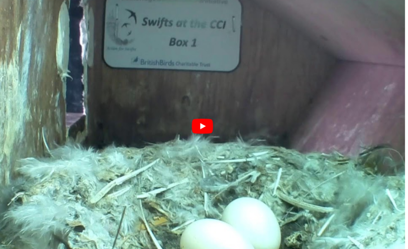 The David Attenborough Building swifts are back again
