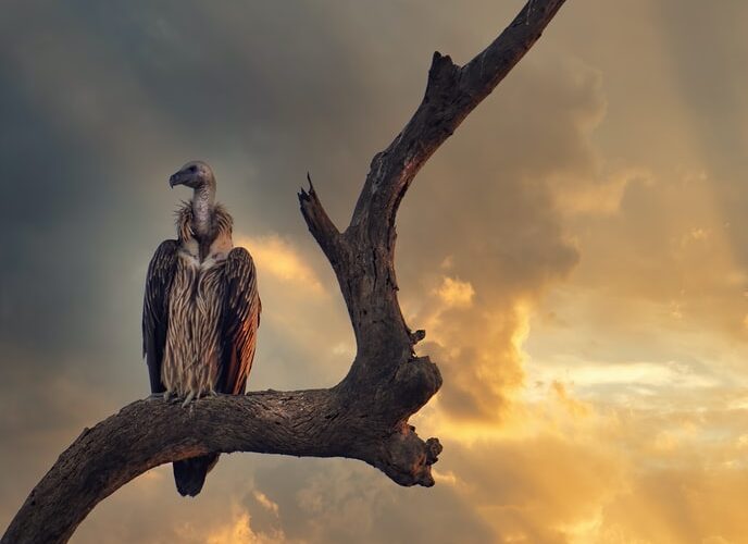 Conservation seminar: The social costs of keystone species collapse: Evidence from the decline of vultures in India – Dr Eyal Frank