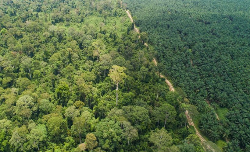 Conservation challenges in Sabah – a 40-year view