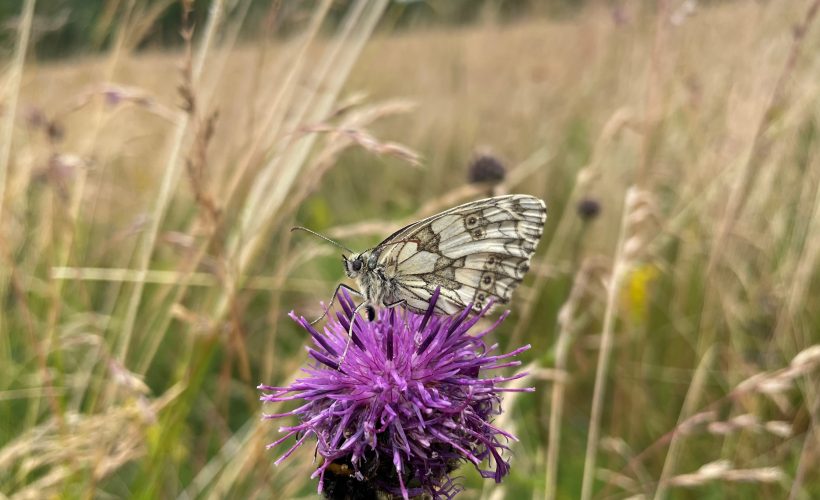 Twelve new projects funded through CCI’s Collaborative Fund for Conservation