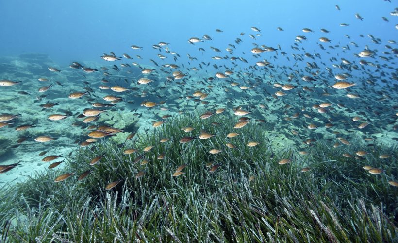 Restoration works: seven years of nature recovery in Europe